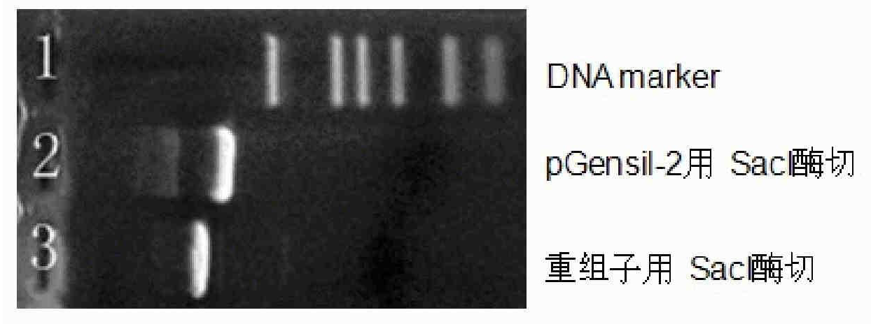 Composition of bFGF modified liposome and shRNA expression vector targeting human VEGF gene and preparation method thereof