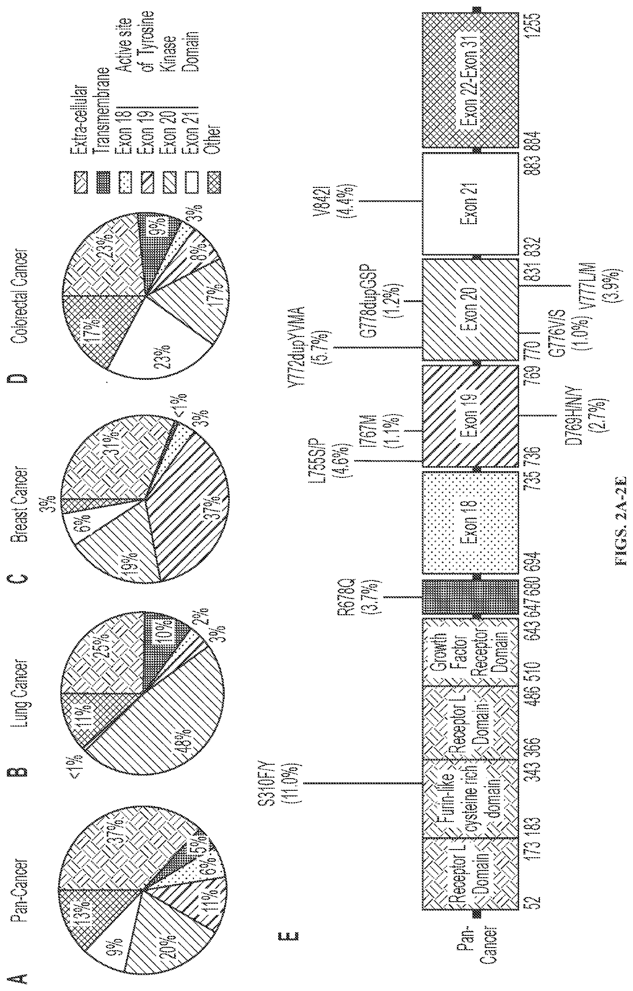 Compounds with Anti-tumor activity against cancer cells bearing her2 exon 21 insertions