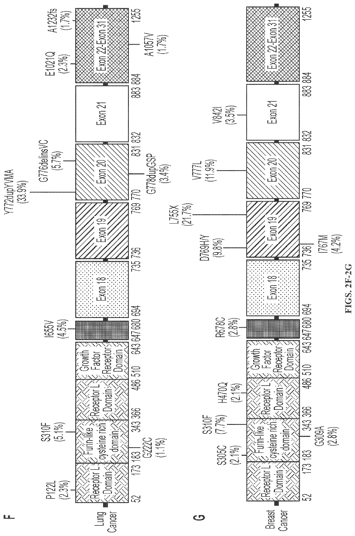 Compounds with Anti-tumor activity against cancer cells bearing her2 exon 21 insertions