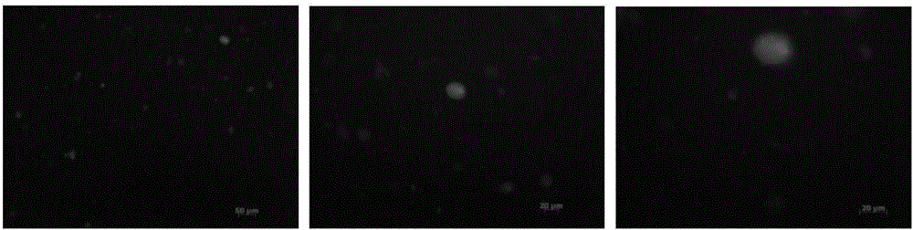 Antigen epitope peptide and application thereof