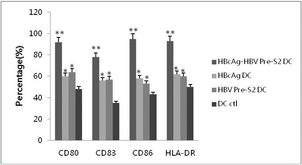 Antigen epitope peptide and application thereof