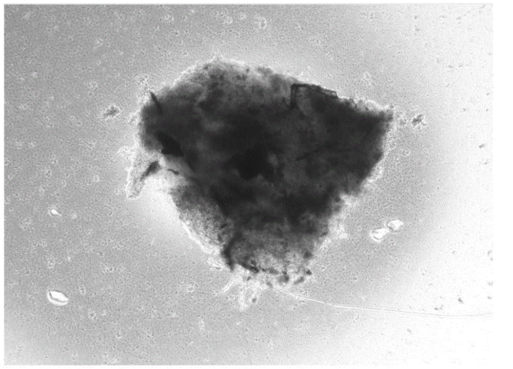 Method for preparing dental pulp mesenchymal stem cells and establishing dental pulp mesenchymal stem cell bank and cell resuscitation method