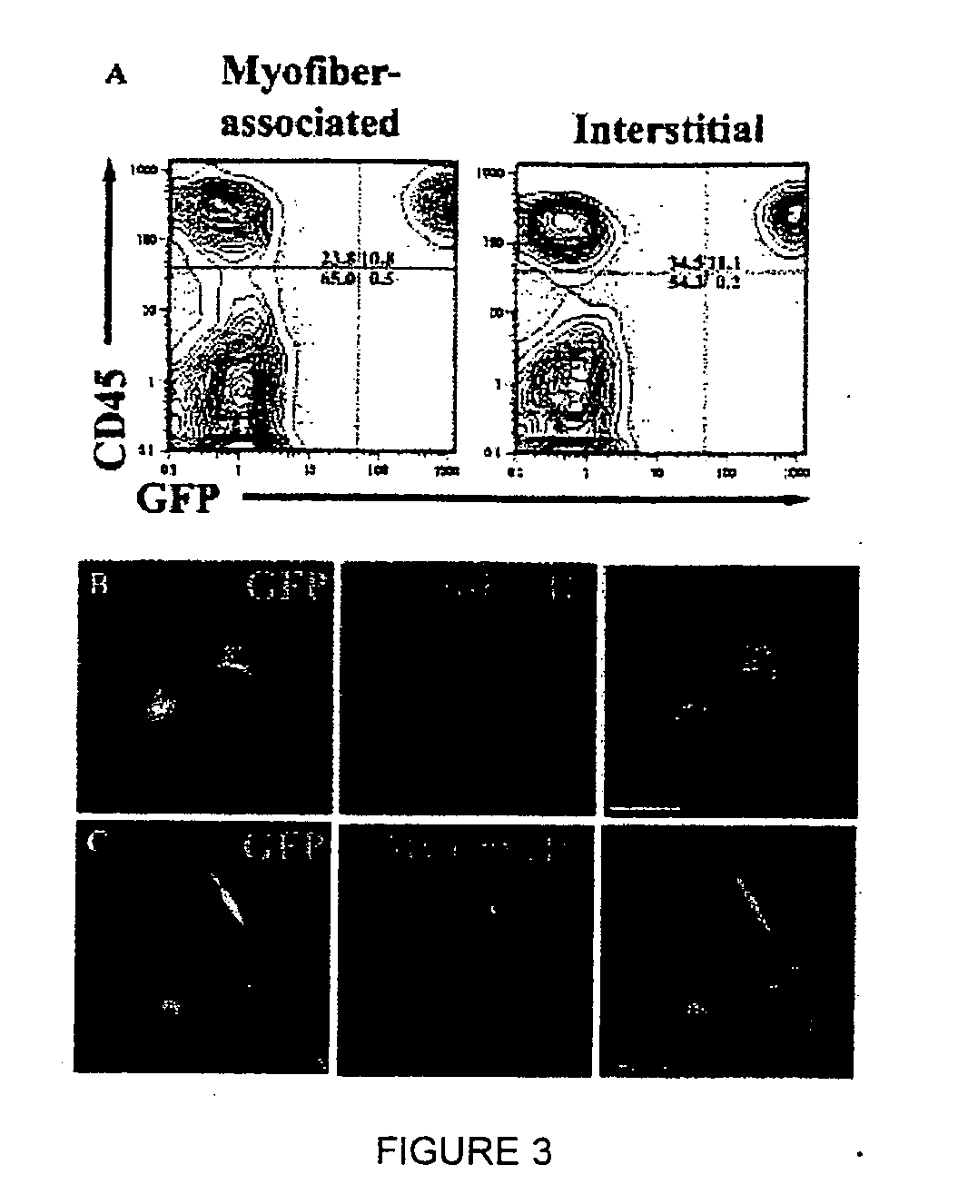 Isolation and characterization of muscle regenerating cells