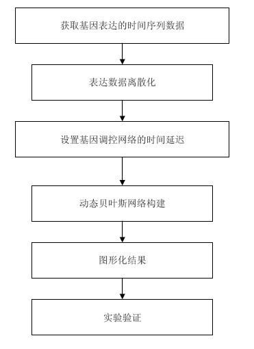 Gene regulatory network constructing method based on dynamic Bayesian network