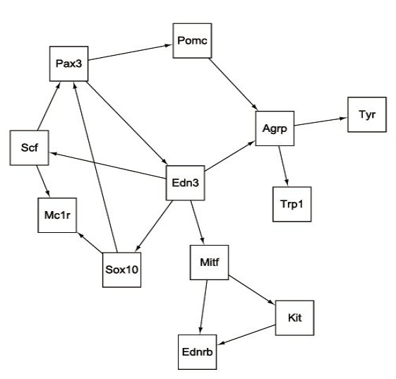 Gene regulatory network constructing method based on dynamic Bayesian network