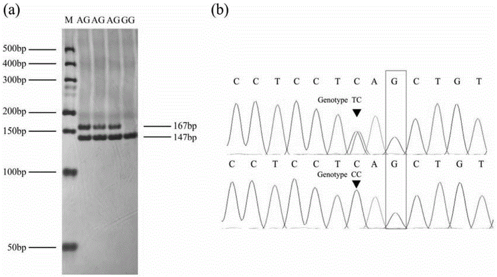 Detection method for single nucleotide polymorphism of cattle PPARbeta gene and molecular breeding method