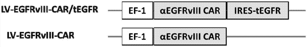 Transgenic lymphocyte co-expressing anti-EGFRvIII chimeric antigen receptor and nonfunctional EGFR receptor, and uses thereof