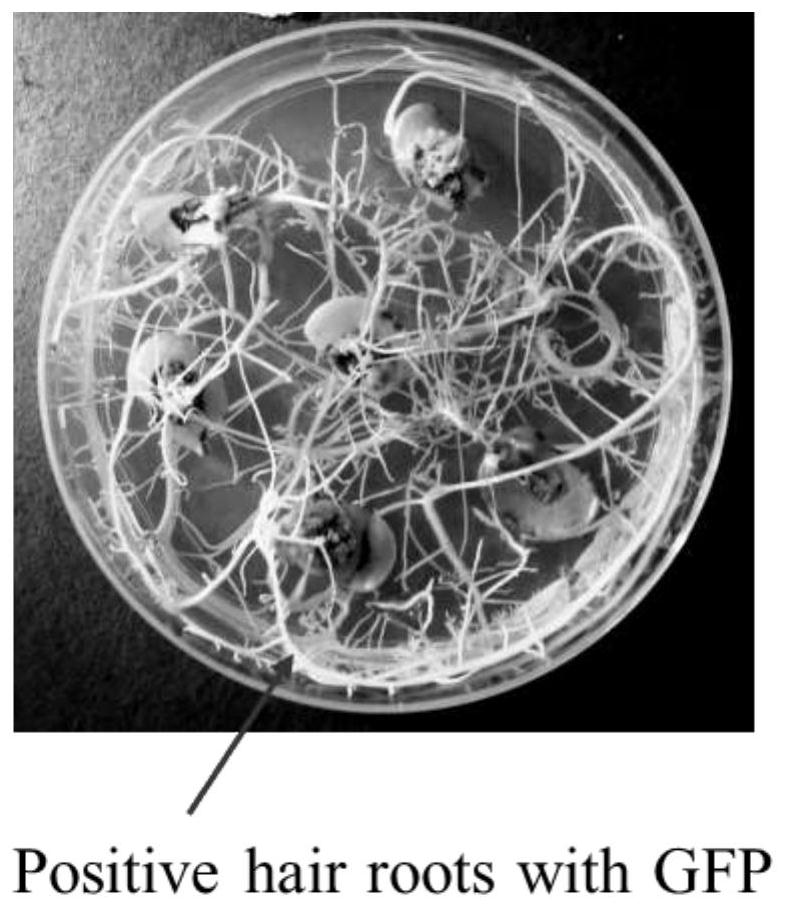 Genetic engineering application of wild soybean NADPH oxidase gene GsRbohA1