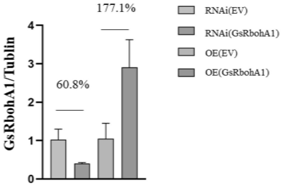 Genetic engineering application of wild soybean NADPH oxidase gene GsRbohA1