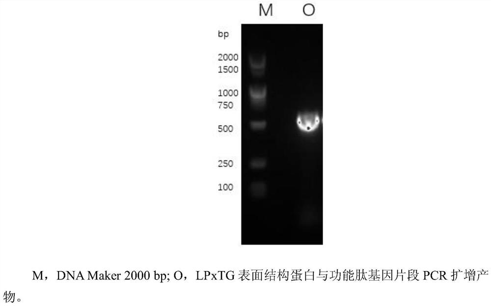 Construction and application of recombinant protein based on lactobacillus LPxTG motif