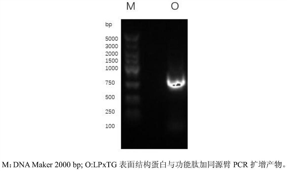 Construction and application of recombinant protein based on lactobacillus LPxTG motif