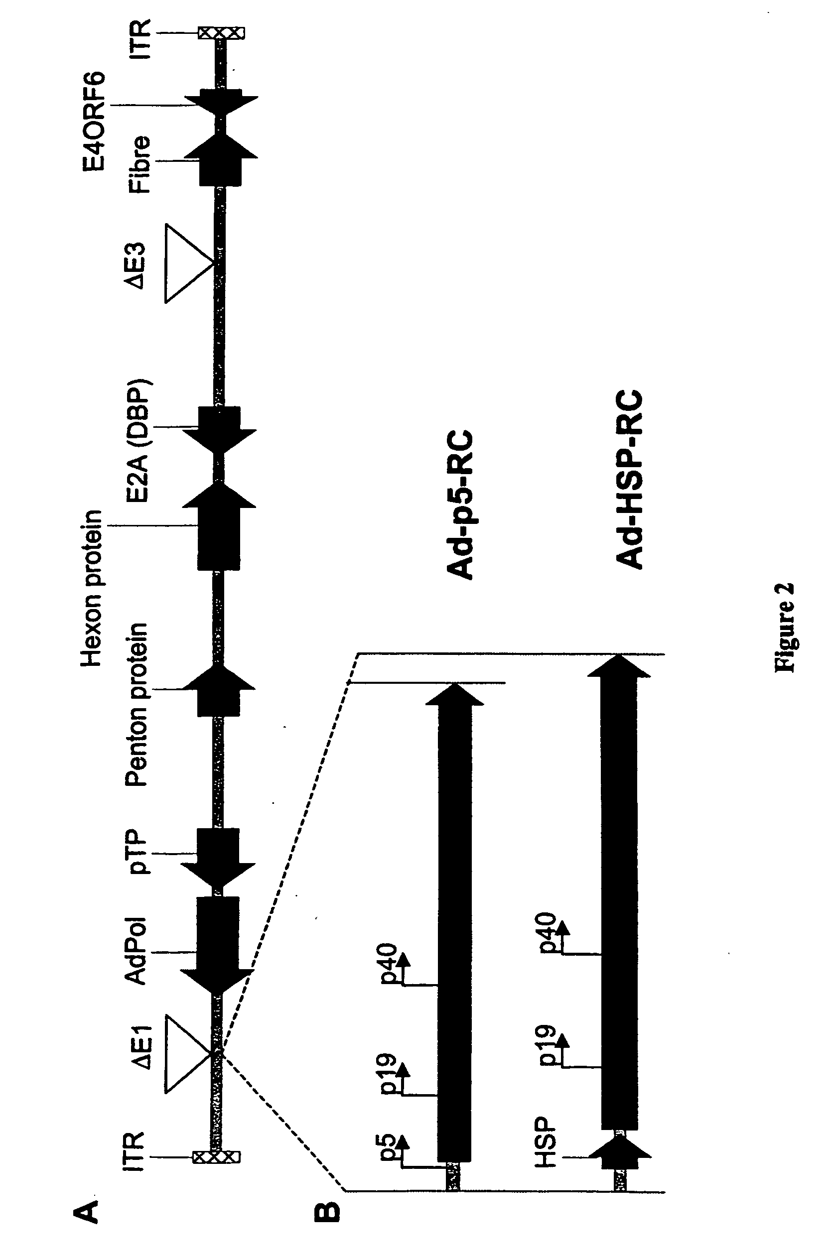 Production of recombinant AAV using adenovirus comprising AAV rep/cap genes