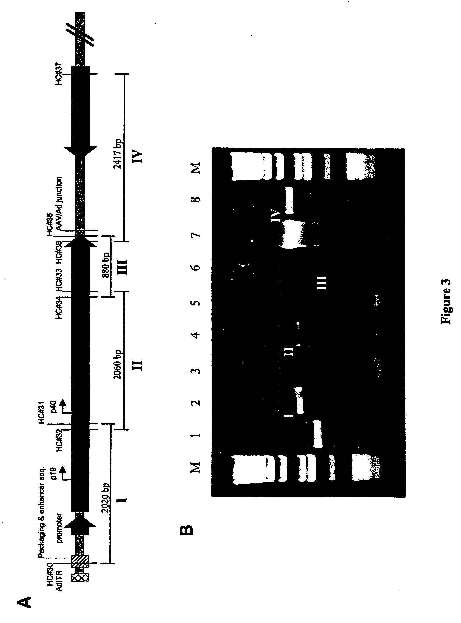 Production of recombinant AAV using adenovirus comprising AAV rep/cap genes