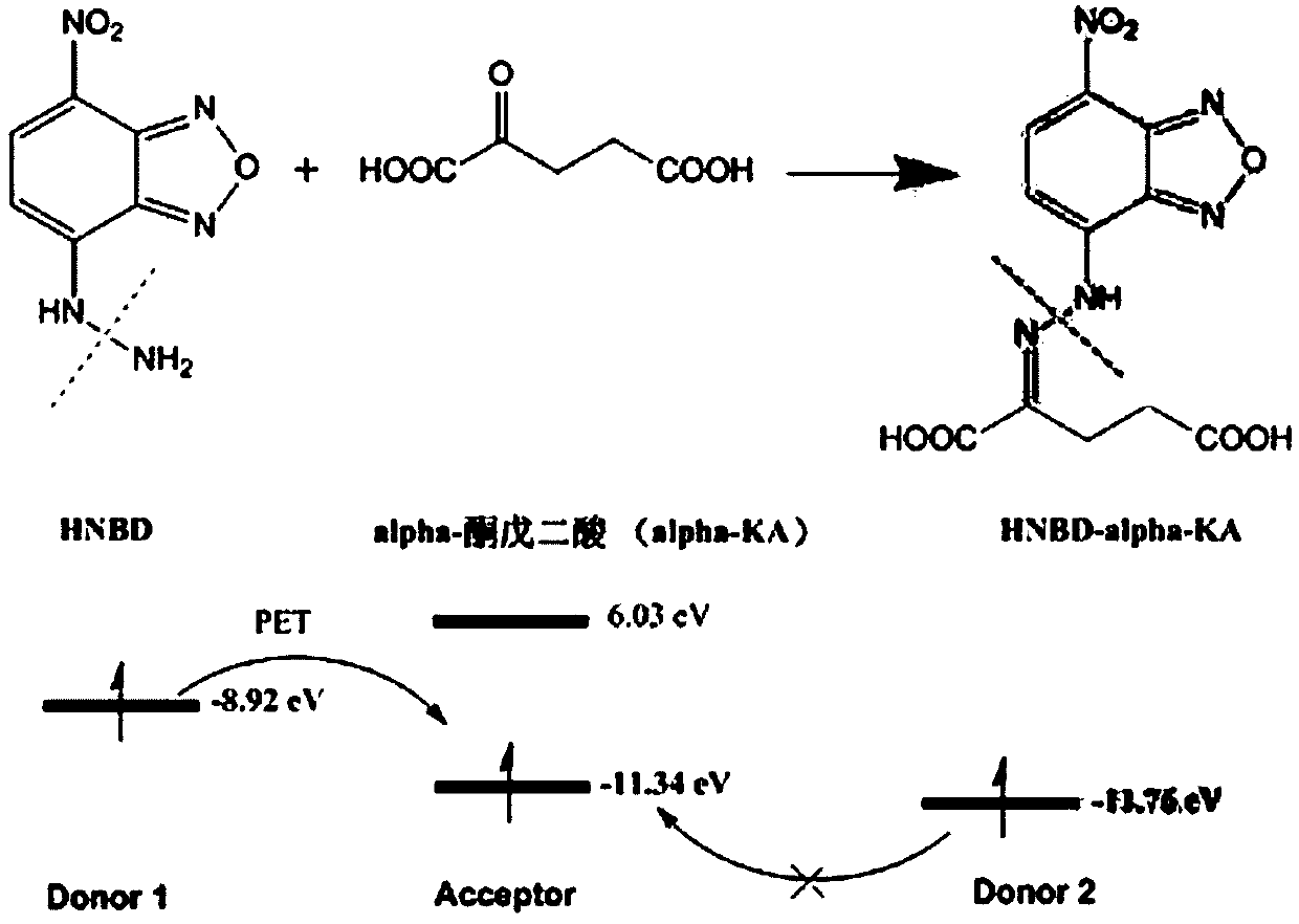 Preparation method of alpha-oxoglutarate fluorescent/ultraviolet molecular probe and application of alpha-oxoglutarate fluorescent/ultraviolet molecular probe to biological samples