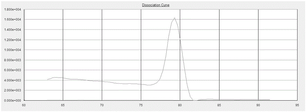 Fluorescent constant-temperature amplification technique