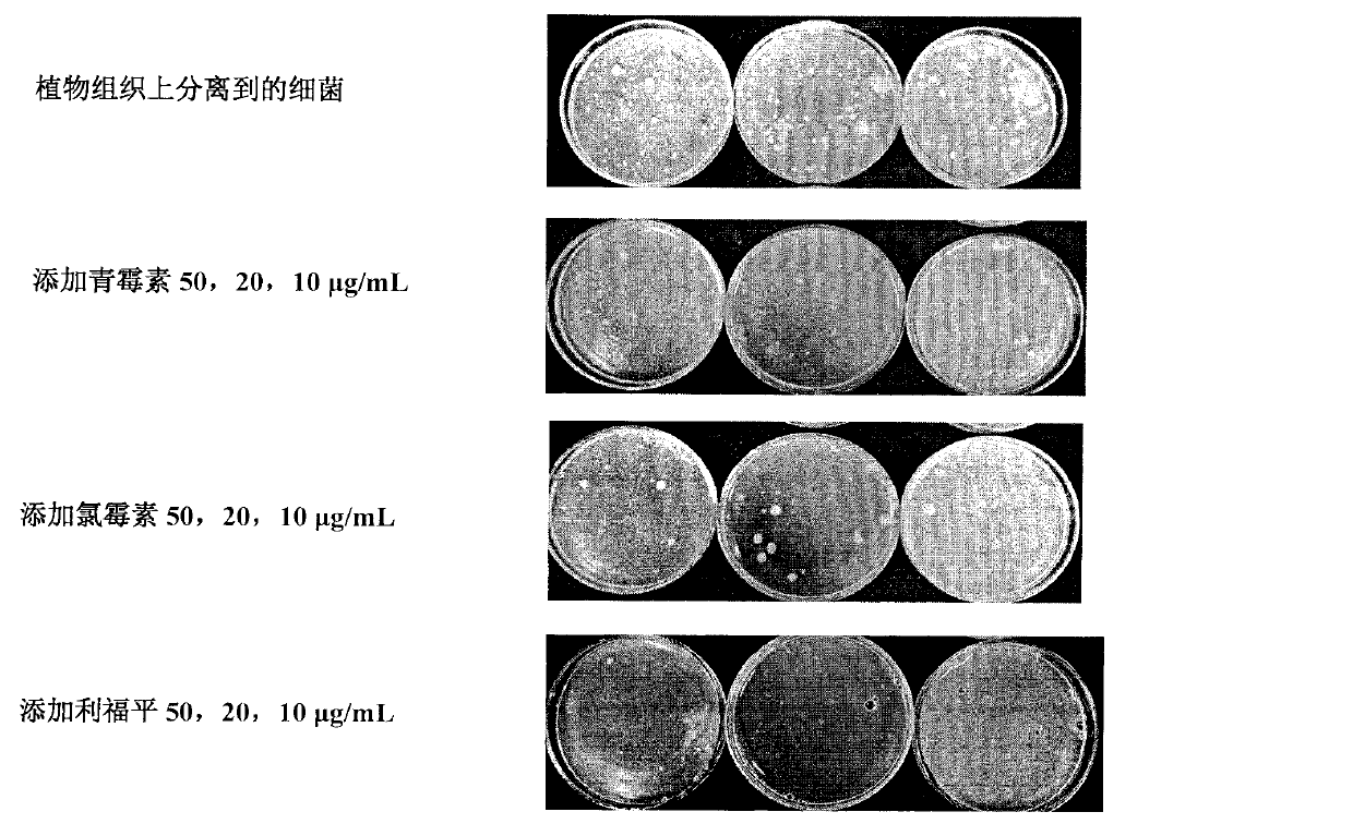 Medium for simple and quick separation of phytophthora melonis