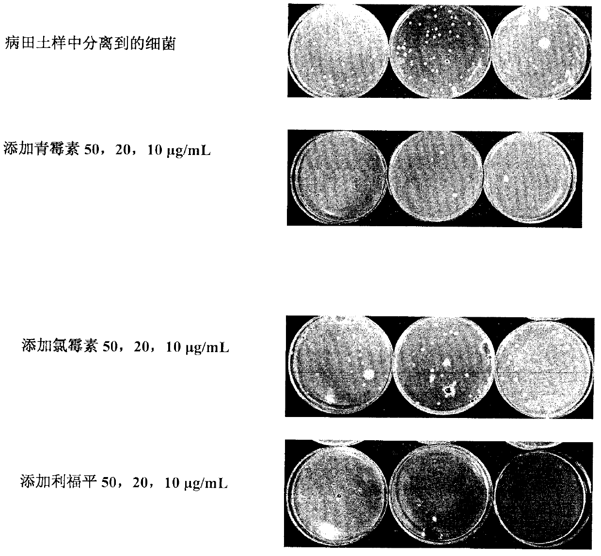 Medium for simple and quick separation of phytophthora melonis