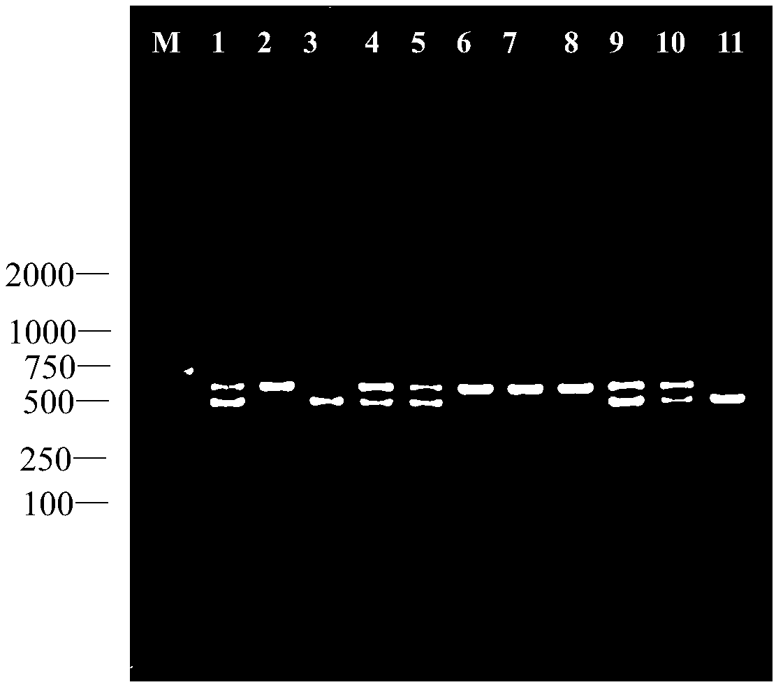 Ustilago-maydis haploid strain UM02 and application thereof