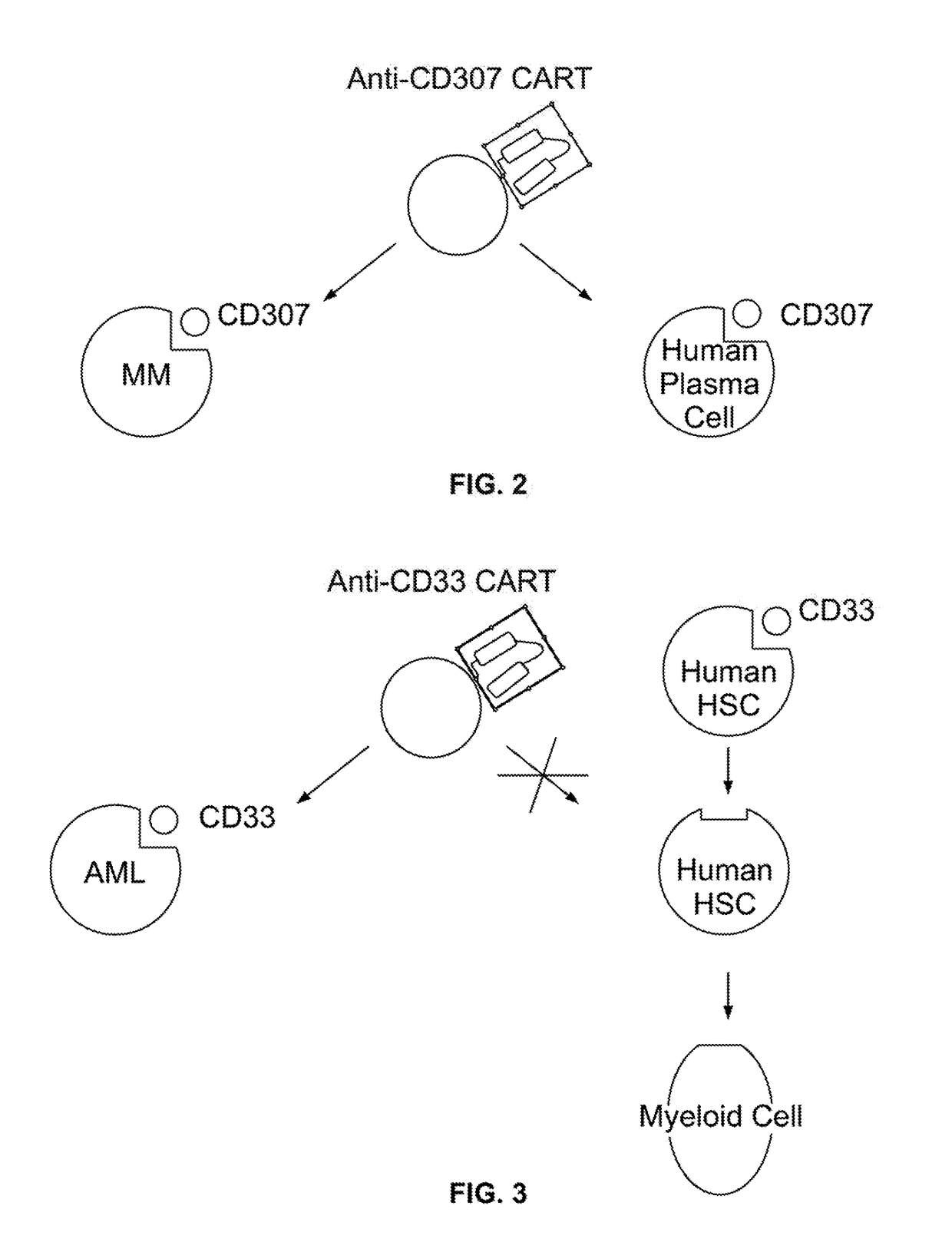 Compositions and methods for inhibition of lineage specific antigens