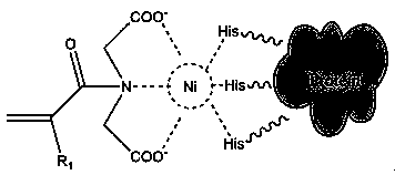 A kind of preparation method of protein affinity imprinted hydrogel polymer based on acrylamide group metal chelating monomer