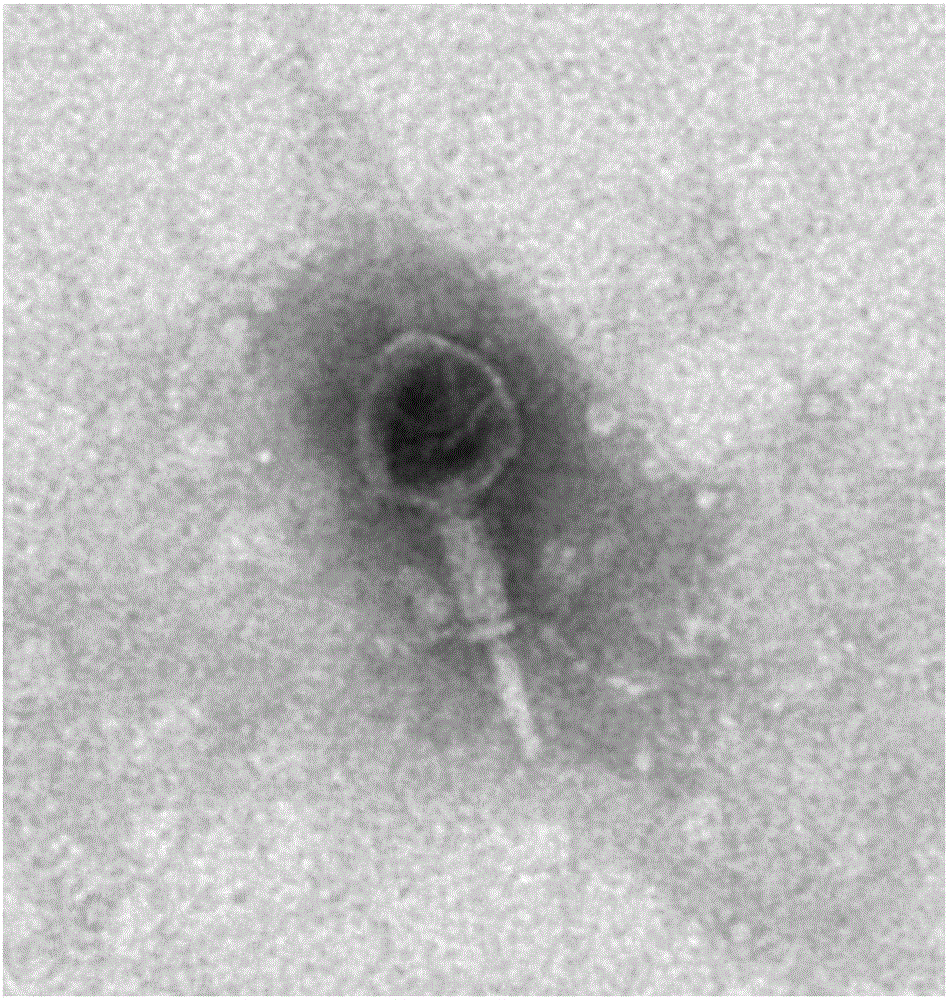 Enterohaemorrhagic escherichia coli phage and application thereof