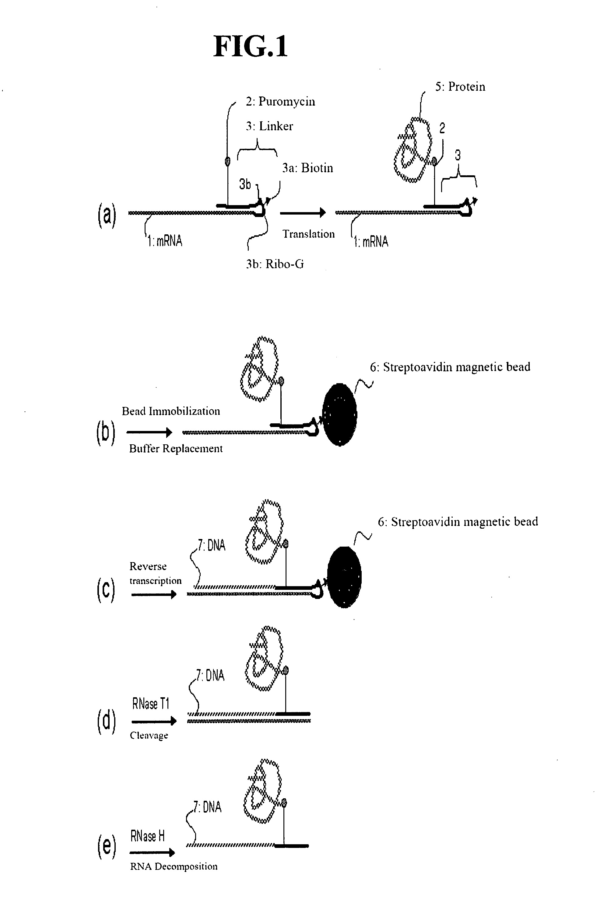 Linker For Constructing Mrna-Puromycin-Protein Conjugate