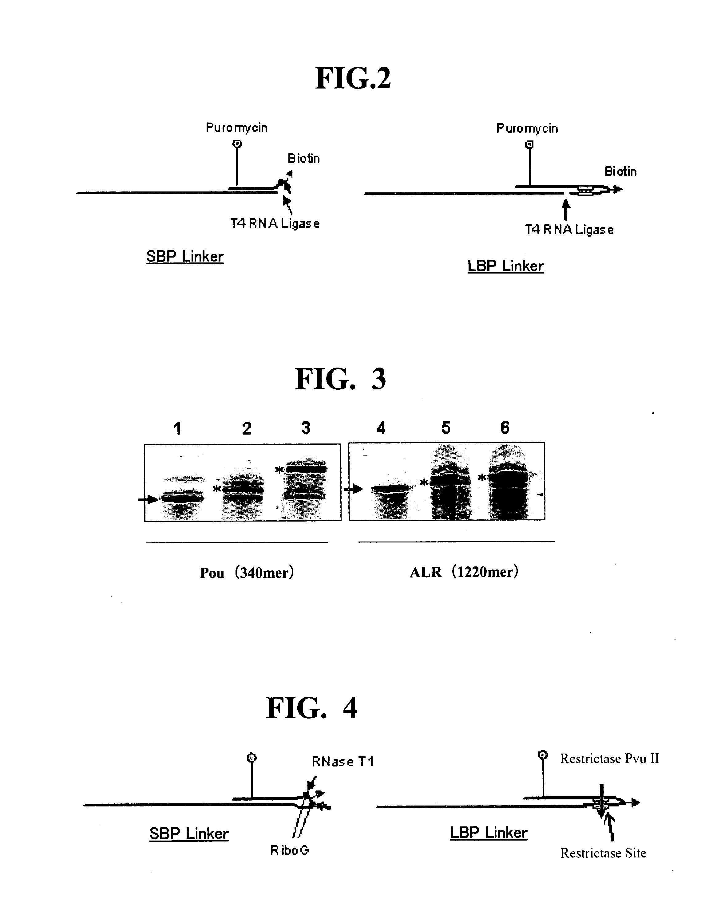 Linker For Constructing Mrna-Puromycin-Protein Conjugate