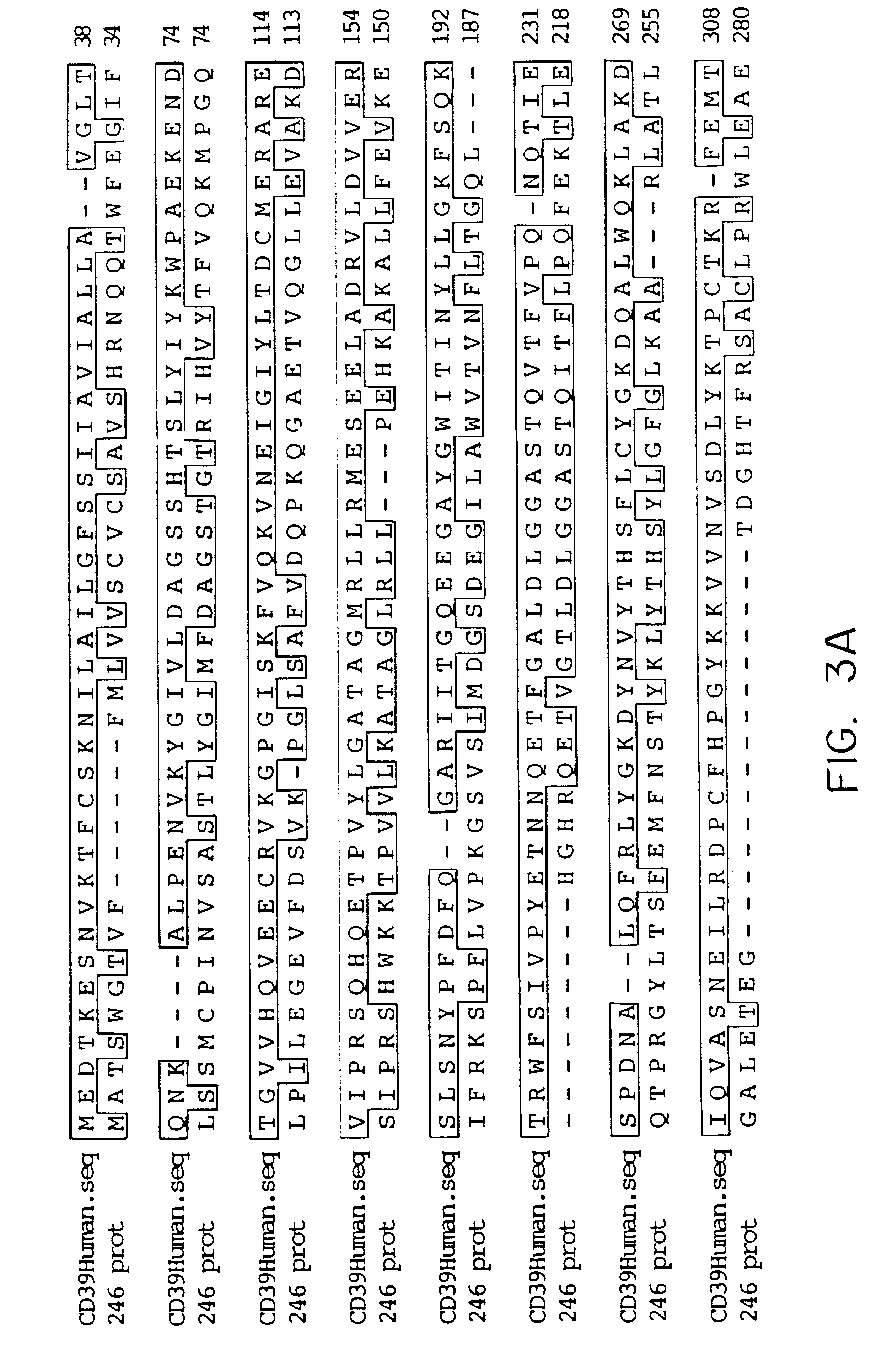 Methods and materials relating to CD39-like polypeptides