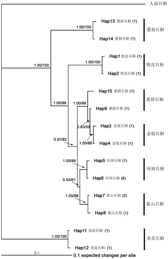 Comparison identifying method for dendrobium huoshanense and dendrobium hercoglossum