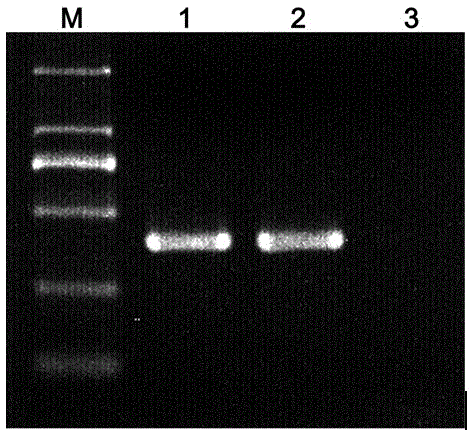 Comparison identifying method for dendrobium huoshanense and dendrobium hercoglossum