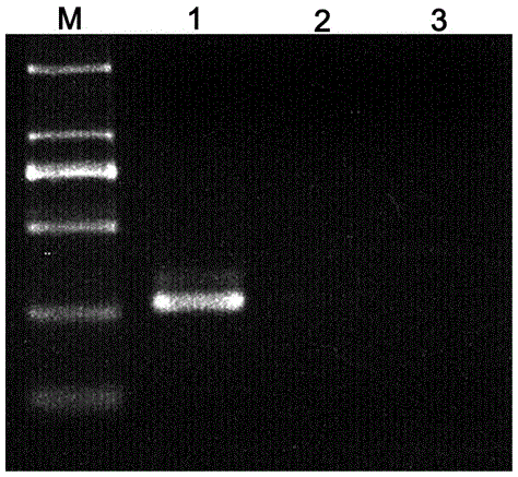 Comparison identifying method for dendrobium huoshanense and dendrobium hercoglossum