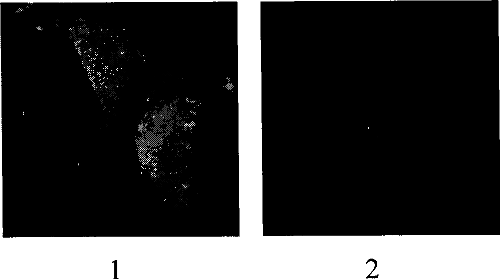 Preparation, identification and application of HA tag monoclonal antibody