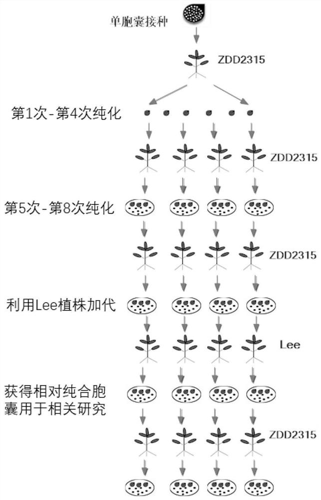 Purification method and application of soybean cyst nematode new race X12