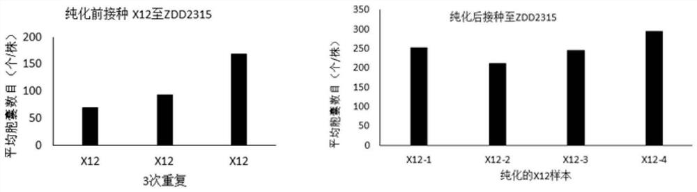 Purification method and application of soybean cyst nematode new race X12