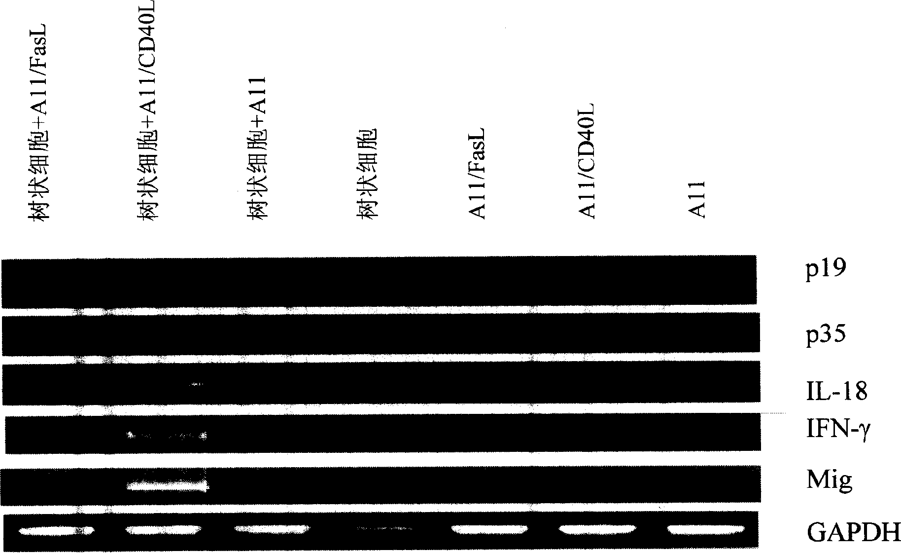 Anti-tumor agent using interleukin-23 gene