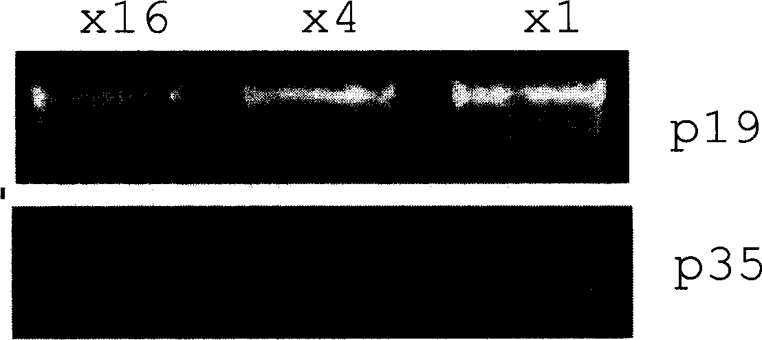 Anti-tumor agent using interleukin-23 gene