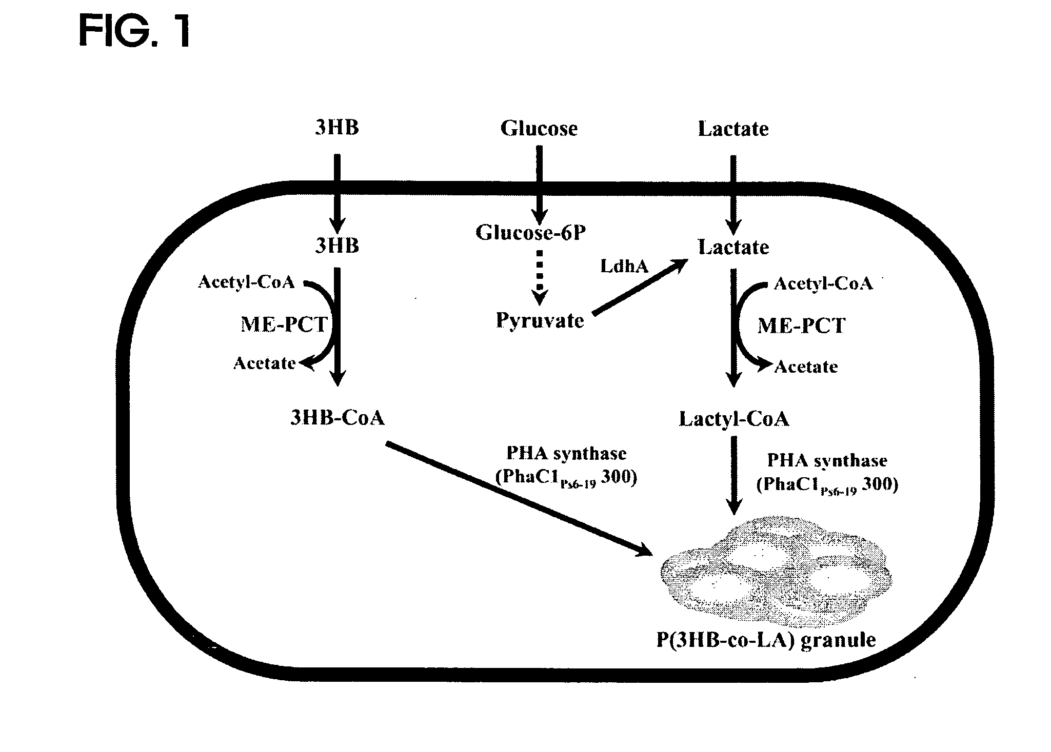 Recombinant microorganism having a producing ability of polylactate or its copolymers and method for preparing polyactate or its copolymers using the same