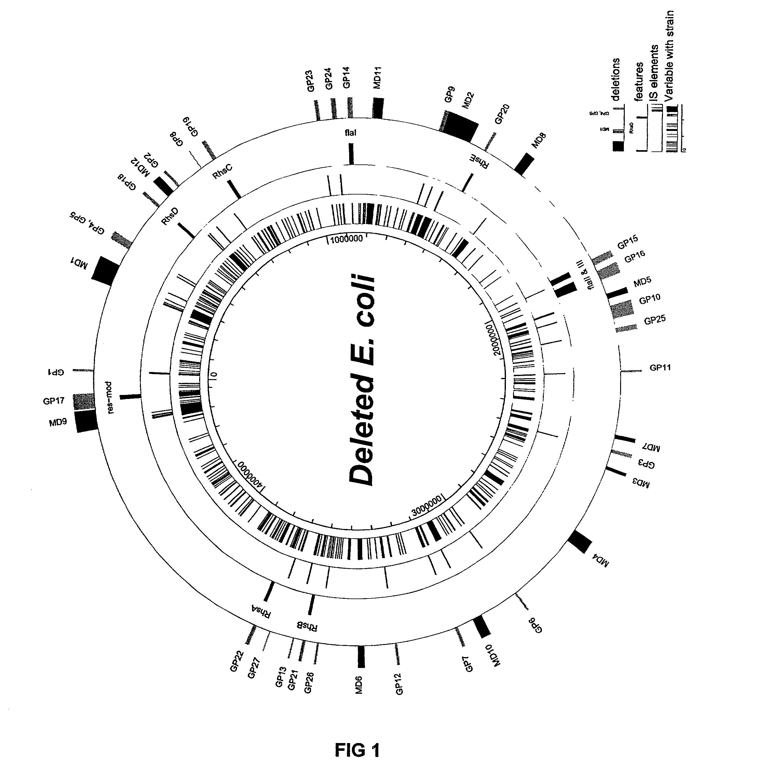 Bacteria with reduced genome