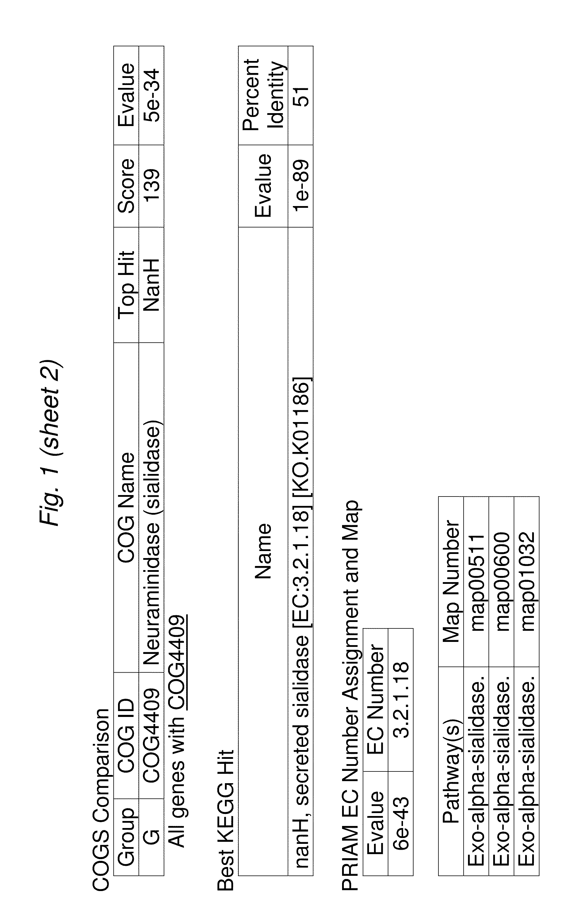 Bifidobacterial gene sequences and their use