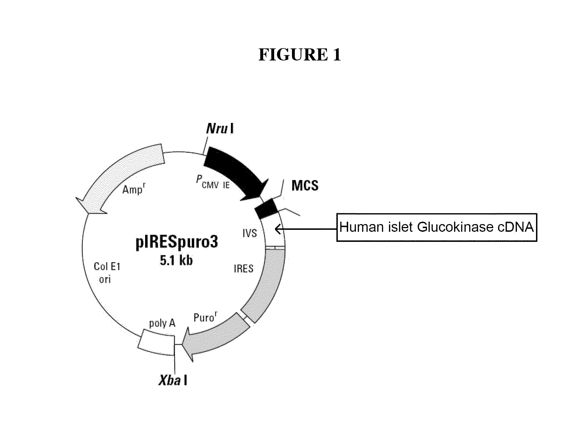 Cells genetically modified to comprise pancreatic islet glucokinase and uses thereof