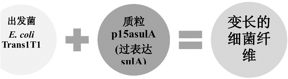 Bacterial fiber material made from bacterial cells, and applications thereof