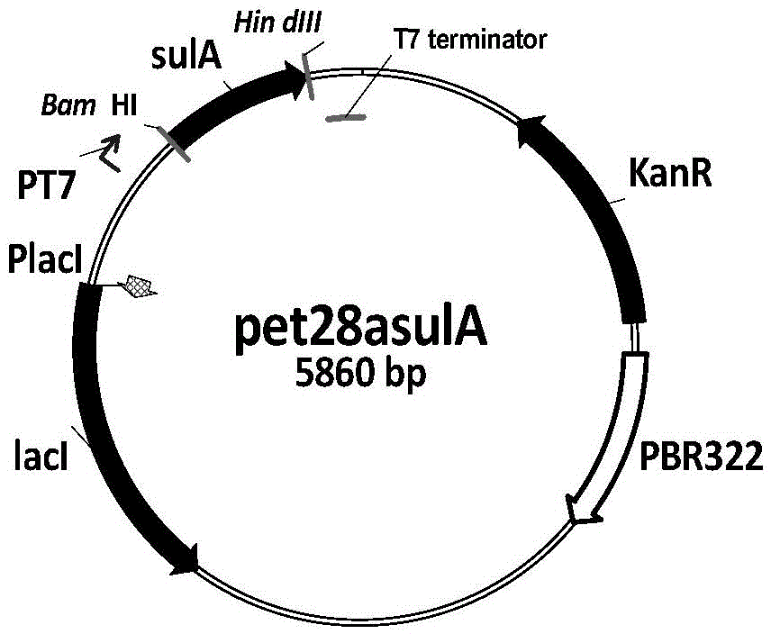 Bacterial fiber material made from bacterial cells, and applications thereof