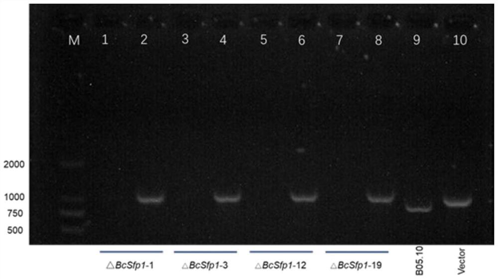 Application of BcSfp1 gene in prevention and treatment of plant gray mold and improvement of disease resistance