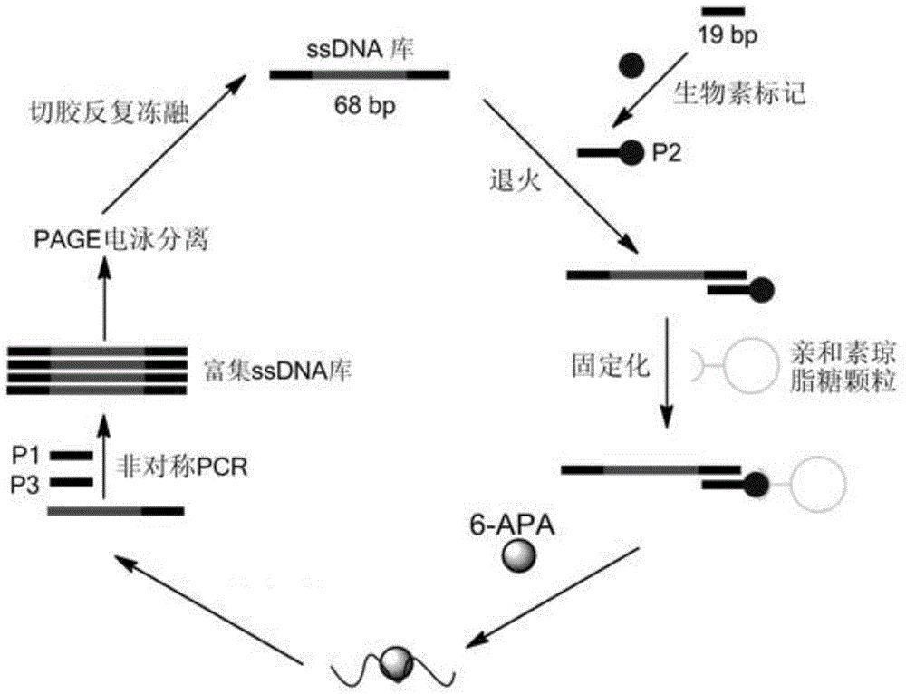 Improved penicillin antibiotic aptamer without fixed point target substance and its application