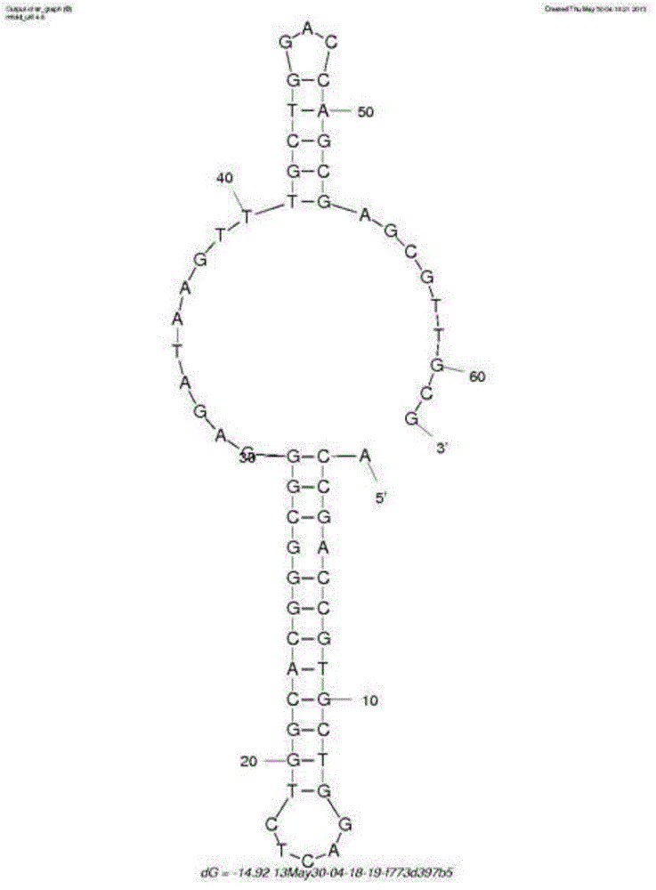 Improved penicillin antibiotic aptamer without fixed point target substance and its application