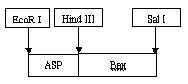 A kind of apoptosis-promoting recombinant BCG and its preparation method