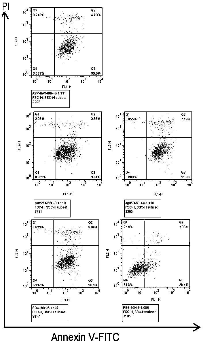 A kind of apoptosis-promoting recombinant BCG and its preparation method