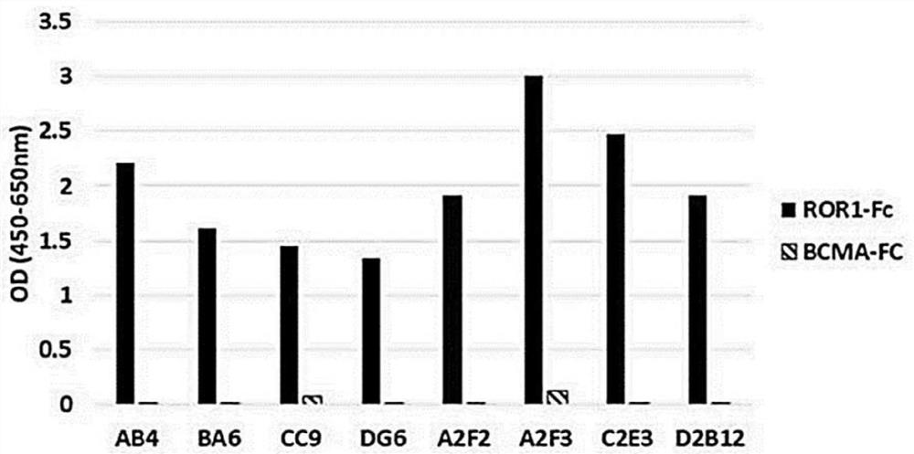 Antibody-drug conjugate comprising antibody against human ror1 and use for same