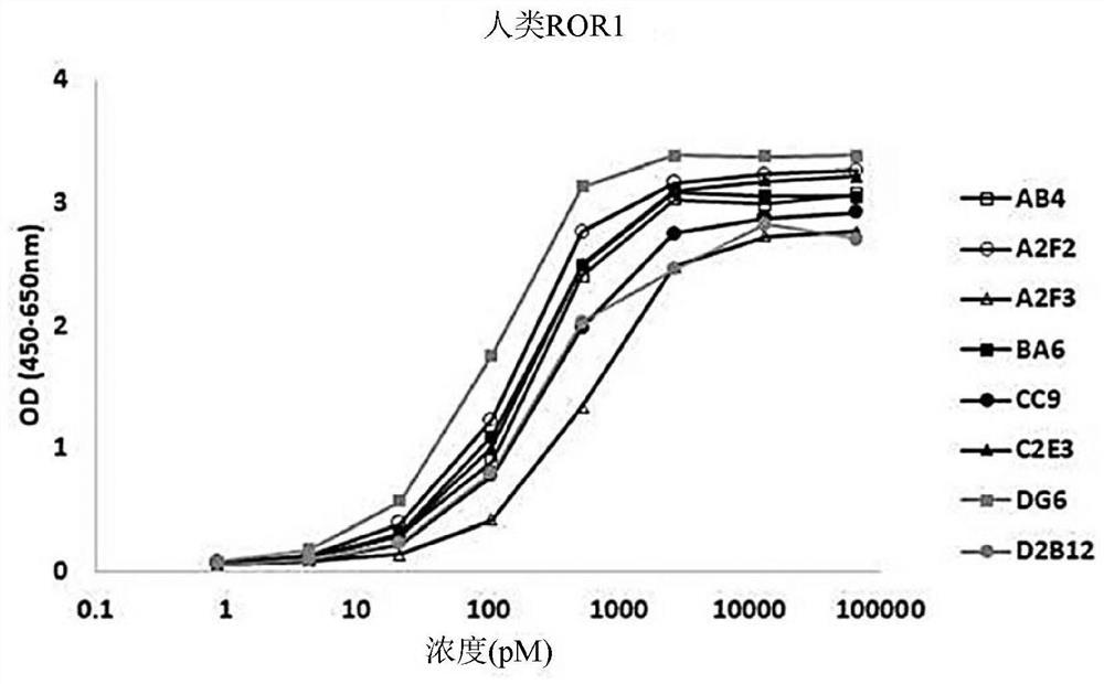 Antibody-drug conjugate comprising antibody against human ror1 and use for same