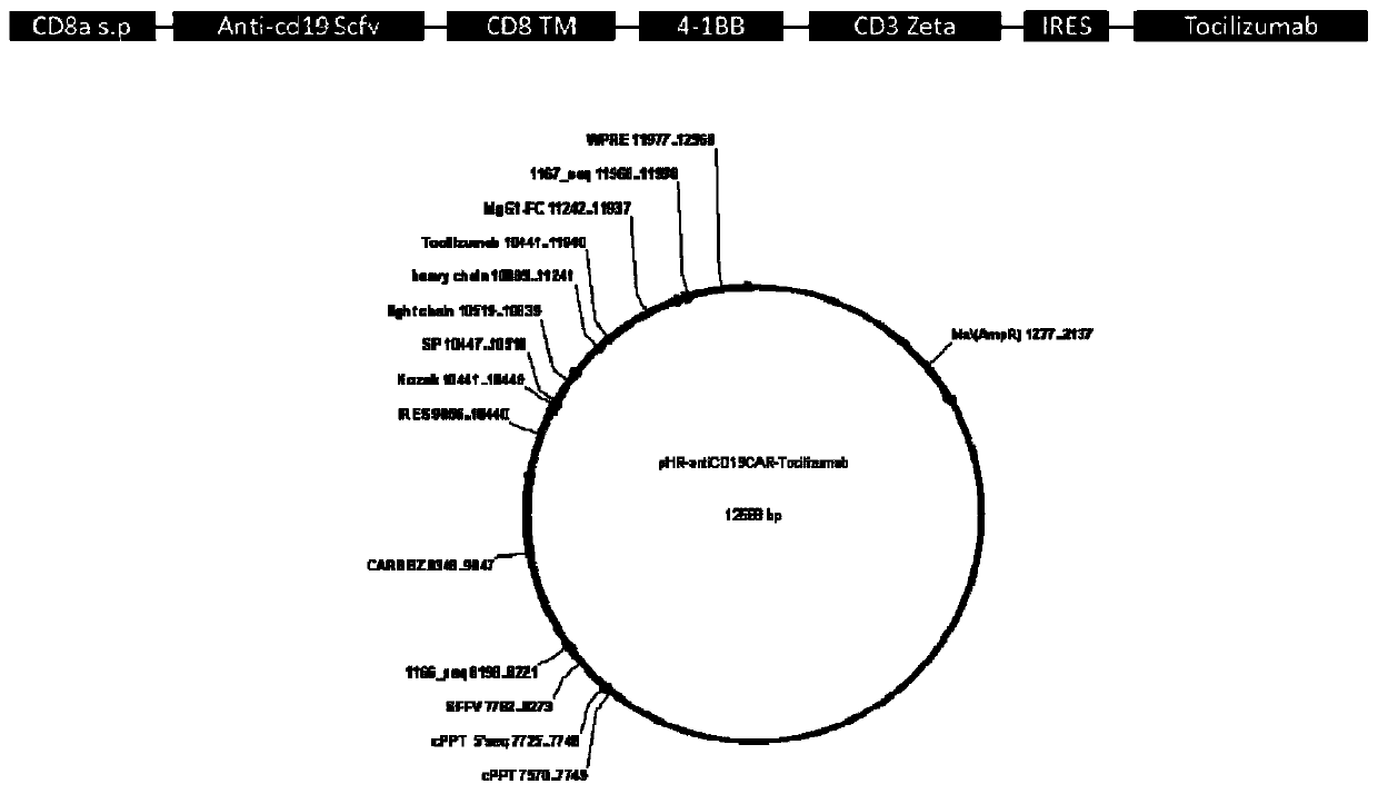 Chimeric antigen receptor T cell expressing IL-6R blocking antibody and targeting CD19, preparation method and application of T cell